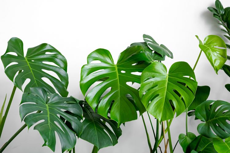 Informasi Monstera