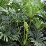 Jenis Philodendron