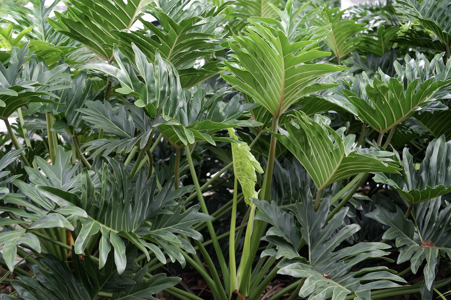 Jenis Philodendron