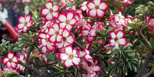 Keindahan Bunga Adenium